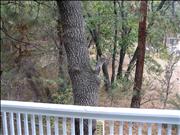 View of Backyard from the Deck